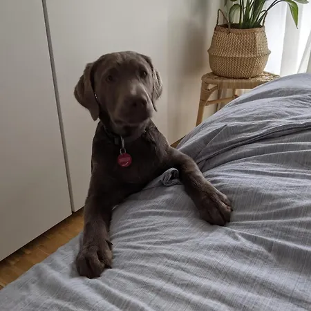 Panzió Bed & Breakfast Bonn