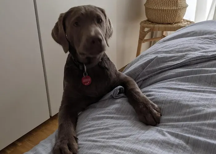 Panzió Bed & Breakfast Bonn